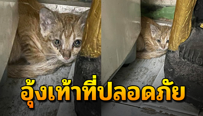วิ่งเข้าไปแอบที่อุ้งเท้าของรูปปั้น เพราะคิดว่าที่แห่งนี้จะปลอดภัยที่สุดแล้ว