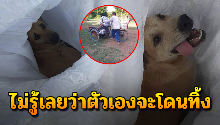 ทำไมต้องทำกันแบบนี้ เจ้าตูบไม่รู้เรื่องราว กำลังจะถูกนำไปทิ้ง