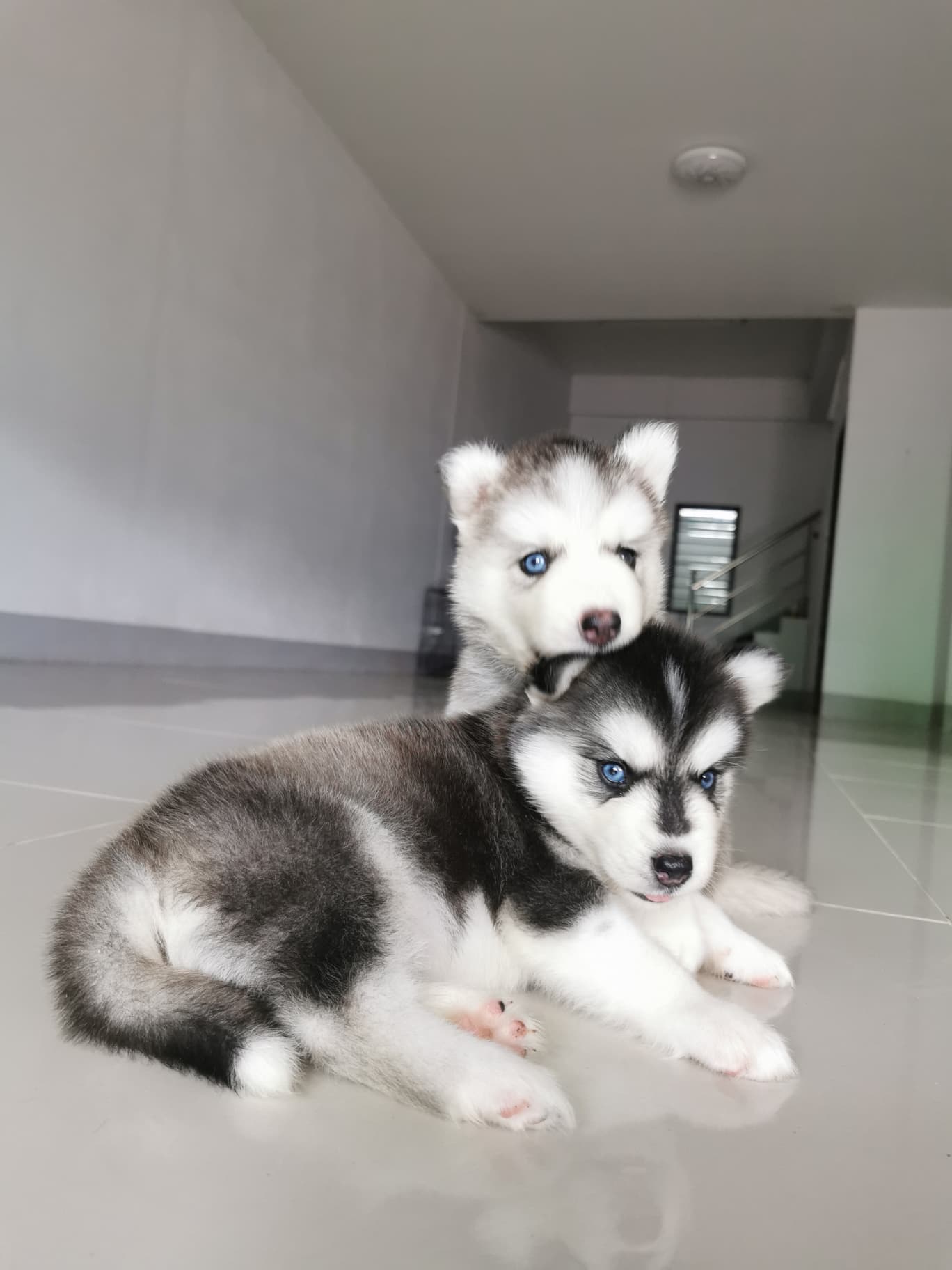 Siberian Husky For sale