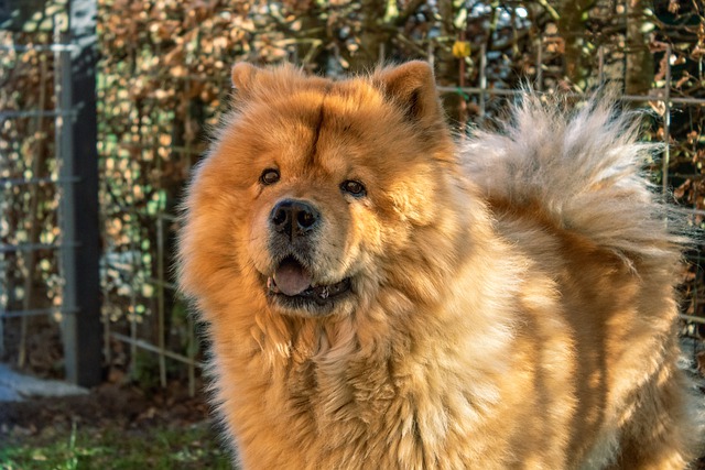 เชา เชา (Chow Chow)