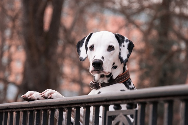 ดัลเมเชียน (Dalmatian) หมาลายจุด