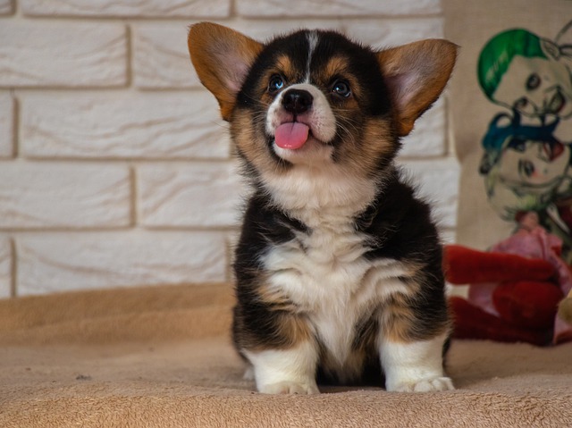 เพมโบรก เวลช์ คอร์กี้ (Pembroke Welsh corgi)