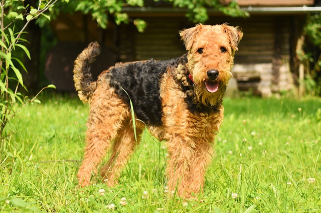 สุนัขสายพันธุ์ แอร์เดล เทอร์เรียร์ (Airedale Terrier)