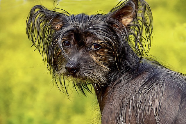 ไชนีสเครสเต็ด  Chinese Crested