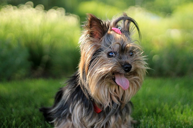 ยอร์คเชียร์เทอร์เรีย (Yorkshire Terrier)