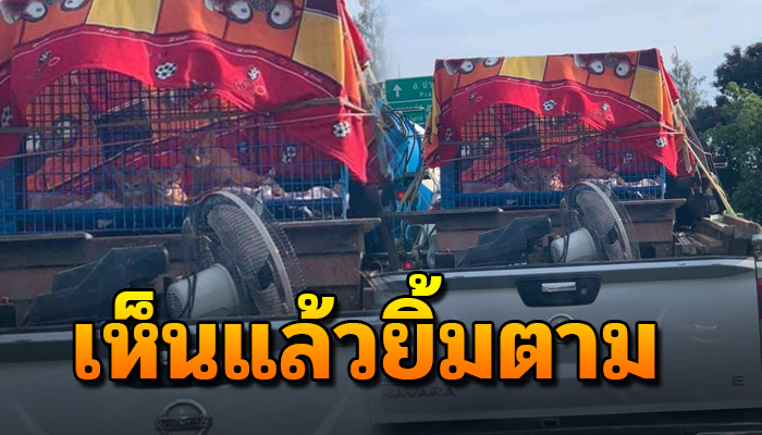 เห็นแล้วยิ้มตาม เพราะหนึ่งชีวิตก็มีจิตใจ อยู่ที่ไหนต้องเอาไปอยู่ด้วย