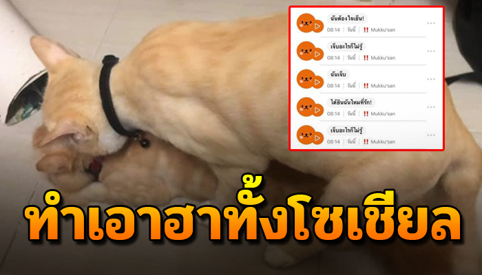 ฮากันทั้งโซเชียล หลังหนุ่มใช้แปลภาษาแมว ในขณะที่แมวกำลังมีซัมติงกันอยู่