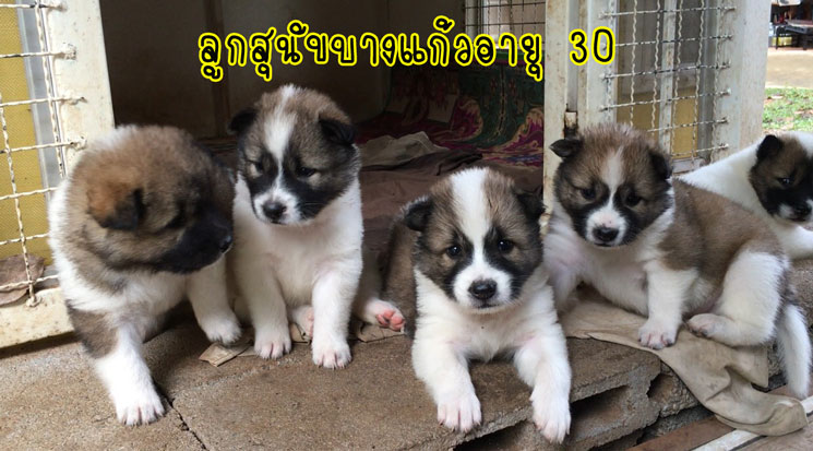 น้องหมาบางแก้วแท้ หมาบ้านแข็งแรง อารมณ์ดี ขี้เล่น ตัวอ้วนๆ ขนปุกปุยน่ารักๆ