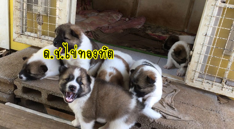น้องหมาบางแก้วแท้ หมาบ้านแข็งแรง อารมณ์ดี ขี้เล่น ตัวอ้วนๆ ขนปุกปุยน่ารักๆ