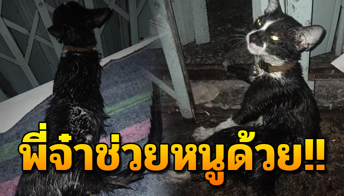 ชีวิตที่ใกล้สิ้นลม หลังถูกหมาใหญ่เข้ามารุม ร้อนเรียกให้ช่วย เสียงแทบไม่มี