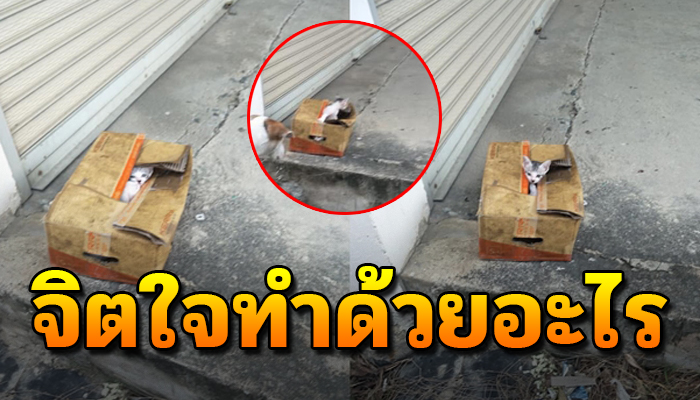 ถูกคนเอาใส่กล่องมาวางทิ้งไว้ ตัวเปียกฝน ยังโชคดีเจอคนช่วยเหลือเอาไว้ได้ทัน
