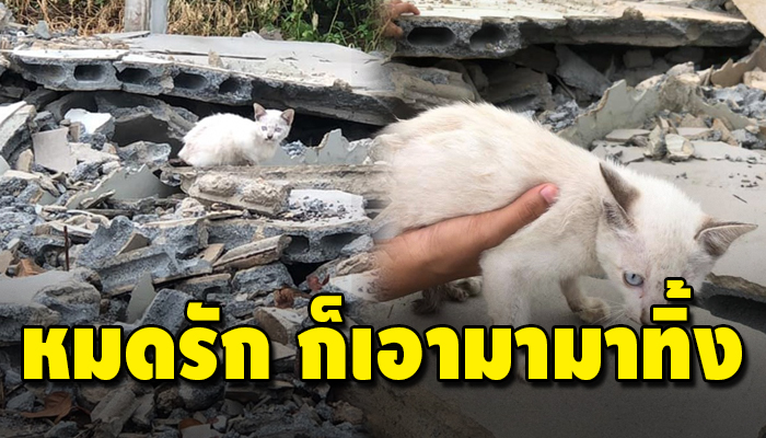 ตัวยังเล็กต้องทนแดดทนฝน นอนอยู่บ้านพัๆง เพราะเจ้าของไม่รักอีกแล้ว