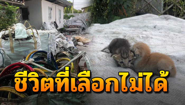 ติดมากับกระสอบคงจะหลงกับผู้เป็นแม่ ลำบากอยากแท้ชีวิตเกิดมาเป็นจร