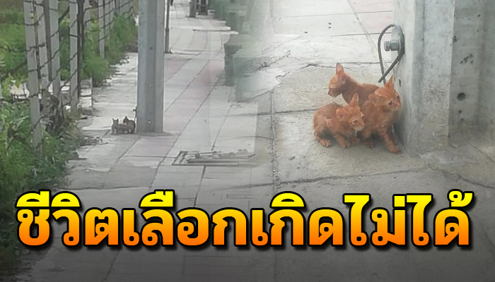 เพราะชีวิตเลือกเกิดไม่ได้ ยืนกกกันไว้ริมเสาไฟ ไร้คนสนใจ ไม่มีใครช่วยเหลือ
