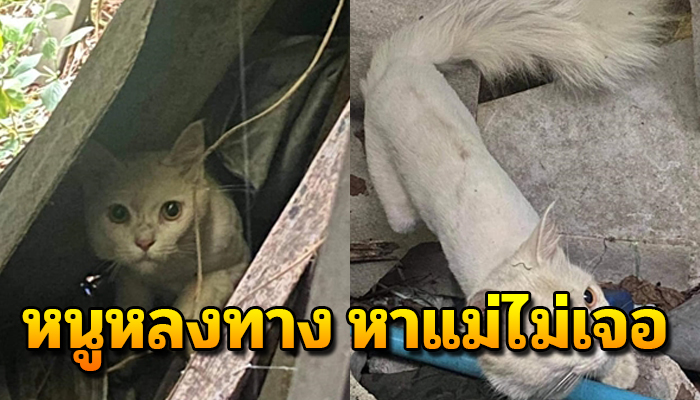 เจ้าเหมียวหลงมา 3 วัน ต้องหาข้าวประทังหิว เฝ้าคิดถึงแม่ แต่ไม่รู้อยุ่ไหน
