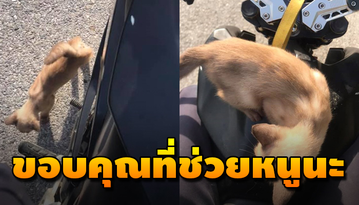 เจ้าแมวน้อยวิ่งตามไม่หยุด หลังมีคนขับรถผ่านมาแล้วหยุดลง ด้วยความหวังจะช่วย