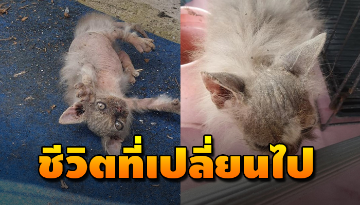 เจ้าเหมียวตัวยังเล็ก ถึงแม้จะเป็นแมวพันธุ์ แต่ต้องใช้ชีวิตเยี่ยงแมวจร