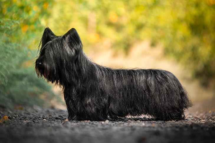 สกาย เทอร์เรีย (Skye Terrier) น้องหมานิสัยดี ช่างประจบ