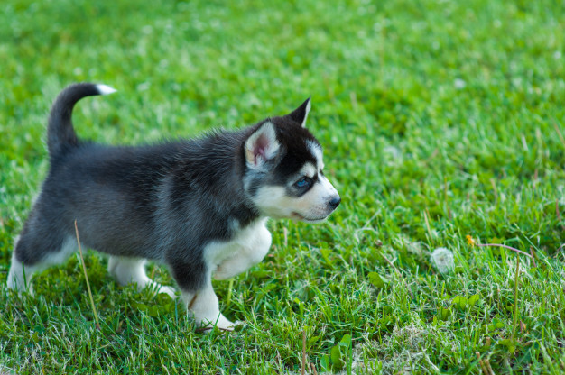 ปอมสกี้ Pomsky