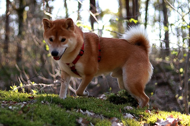 ข้อควรรู้ สำหรับคนเริ่มเลี้ยงชิบะ