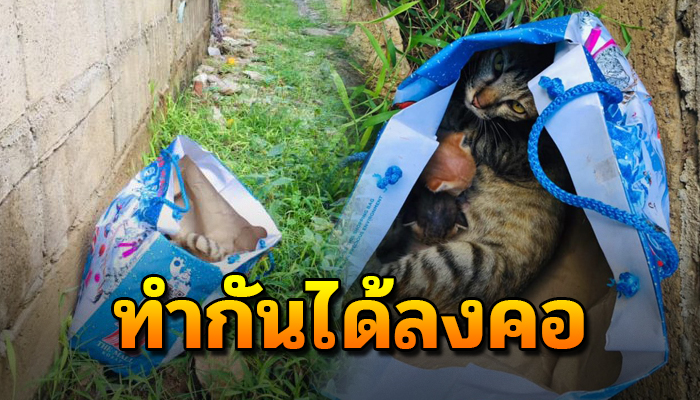 หัวอกแม่เฝ้านอนกกลูกไว้ข้างในถุงแม้ตัวพยุงถุงถูกมัด กว่าจะมีคนพบเข้าร่วม 10 ชม.