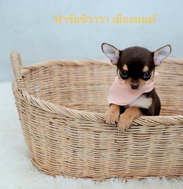 น้องทับทิม เพศเมีย(ฟาร์มชิวาวา เมืองนนท์)