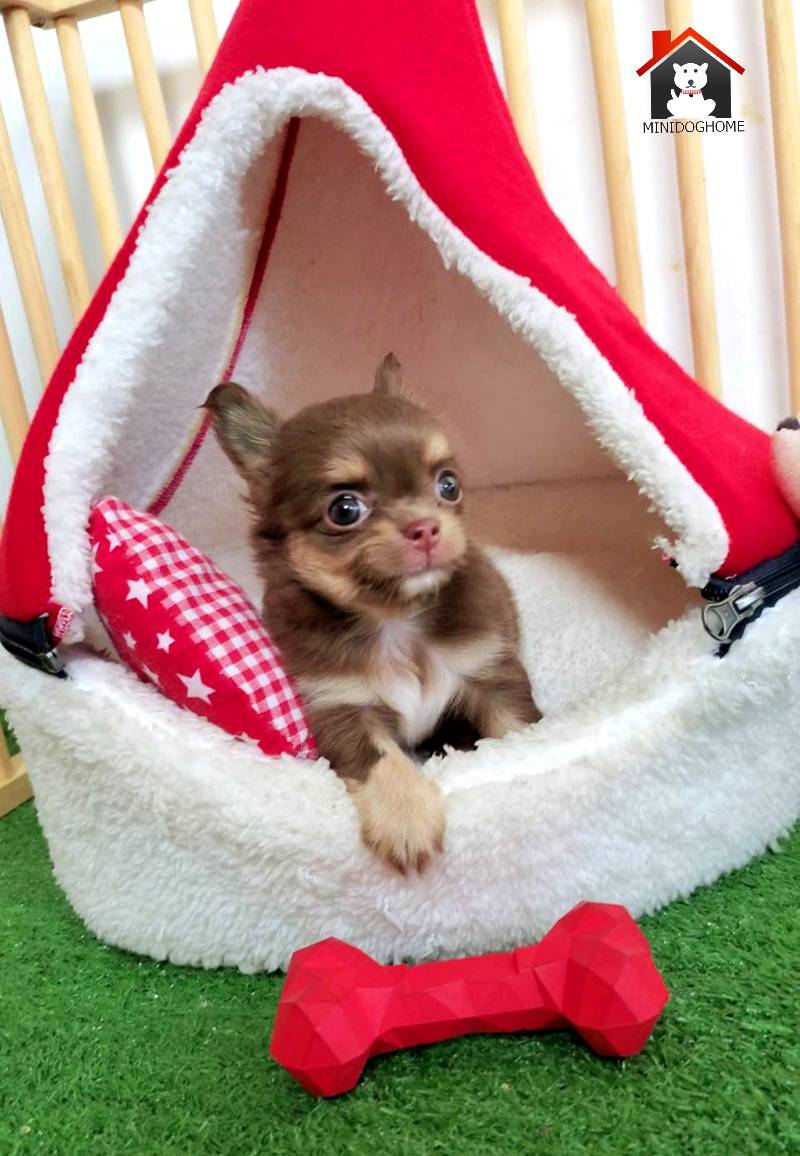 น้องอันยอง (บ้านมินิด็อกโฮม)