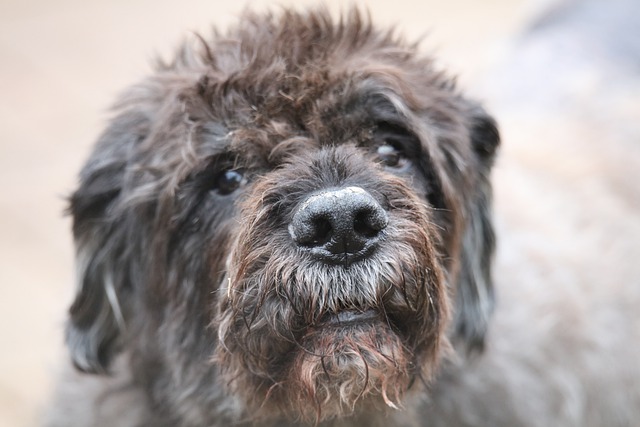 สุนัขพันธุ์ Bouvier Des Flandres