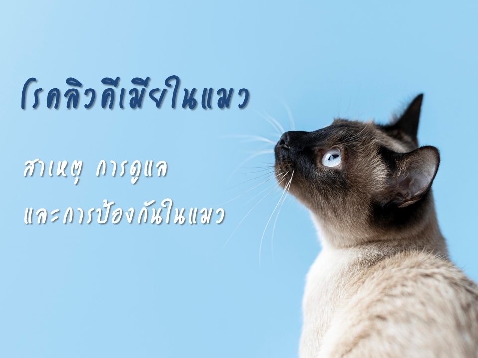 โรคลิวคีเมียในแมว (Feline Leukemia)