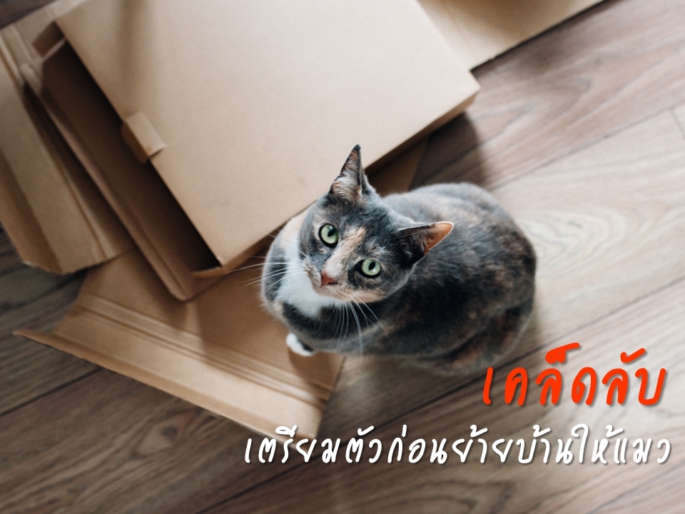 เคล็ดลับเตรียมตัวก่อนย้ายบ้านให้แมว