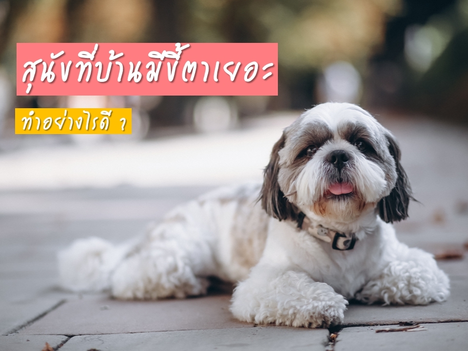 สุนัขที่บ้านมีขี้ตาเยอะ ทำอย่างไรดี ?