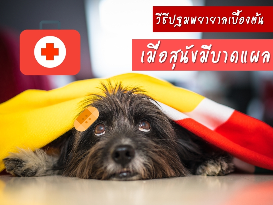 วิธีปฐมพยาบาลเมื่อสุนัขมีบาดแผล