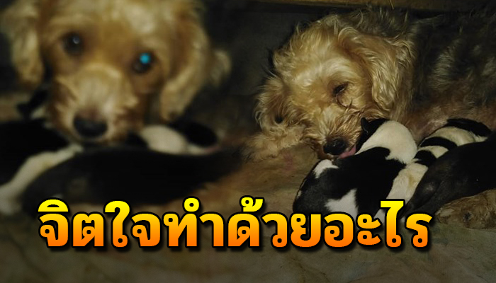 แม่หมาดิ้นสุดชีวิตอยู่ในถุงที่ถูกมัด พร้อมลูกที่เพิ่งเกิดร้อนจนสุดเสียงขอให้ช่วย