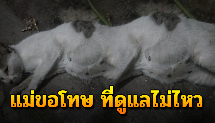 แม่เหมียวใกล้คลอดหายใจรวยรินใกล้สิ้นลม ได้แต่ส่งสายตาโปรดช่วยลูกๆในท้องที