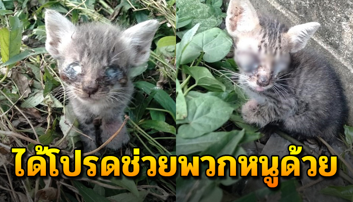สองพี่นองคอยอยู่เคียงข้างกันและกัน หวังอยากมีใครสักคนมาช่วยเหลือ