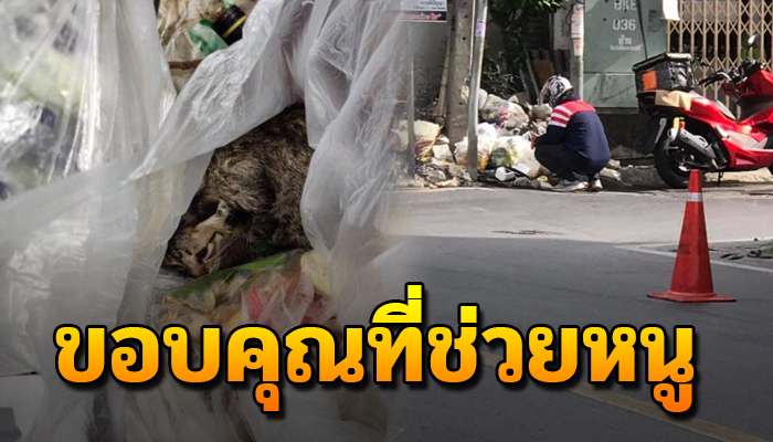 เจ้าเหมียวน้อยหายใจโรยรินพะงาบๆ อยู่ในกองขยะ ยังโชคดีมีคนเข้ามาช่วย