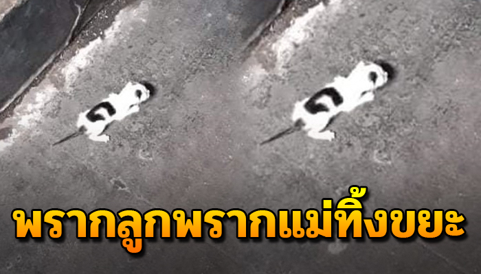 ถูกพรากแม่พรากลูกเอามาปล่อยไว้ที่ถังขยะ ขนาดตายังไม่ทันลืม