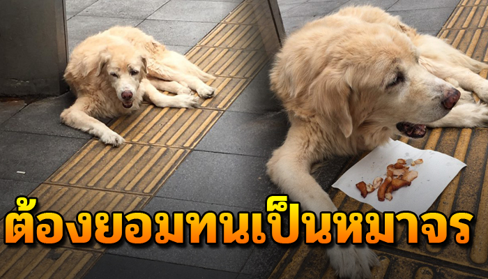 เจ้าตูบยังคงรออยู่ตรงเดิมไม่ไปไหน รอให้เจ้านายที่รัก กลับมารับกับบ้าน