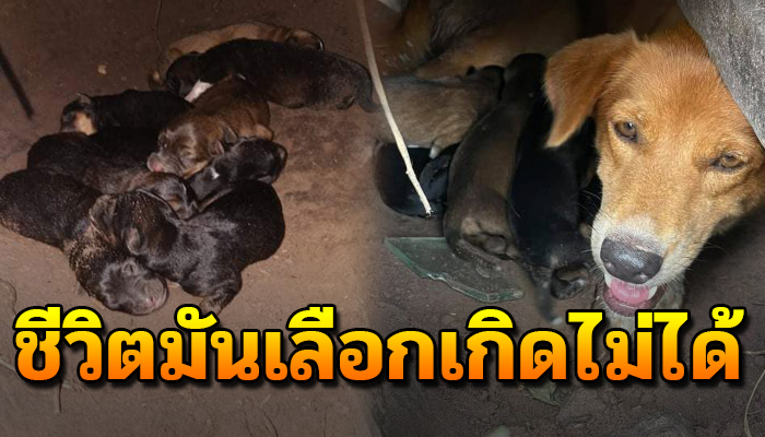 แม่หมายอมทนลำบากเพื่อให้ลูกได้เติบโต ถึงแม้ตัวจะหิวก็ขอให้ลูกได้อิ่ม