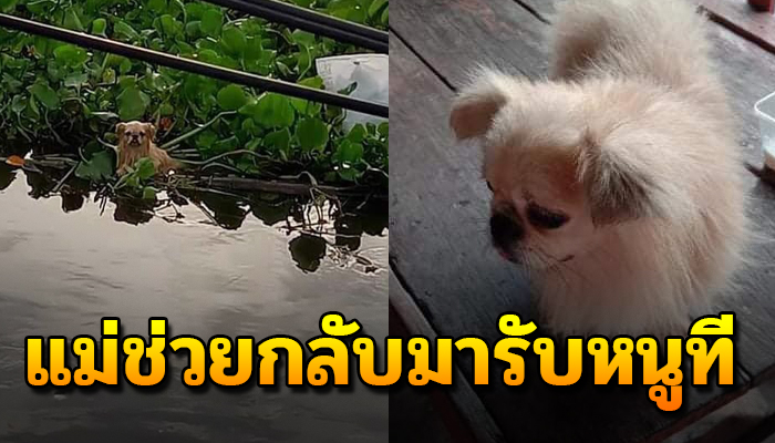 เจ้าตูบลอยมากับกองผับตบชวา ยังดีมีคนช่วยไว้ เฝ้ารอยตามหาแม่