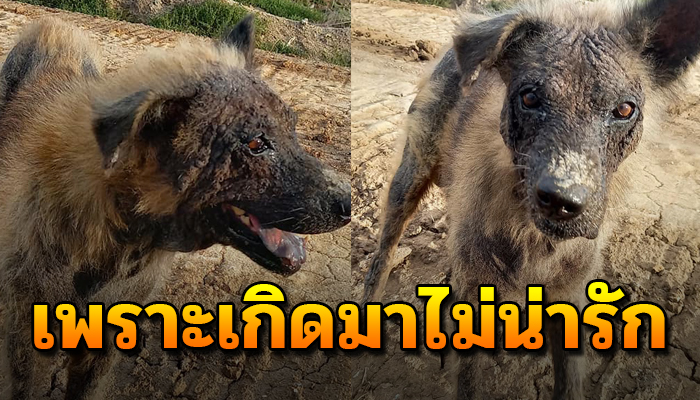 เกิดมาไม่น่ารัก เเค่เดินผ่านใครเขาก็กลัว จะมีชีวิตอยู่ต่อไป ก็ไร้คนสนใจ