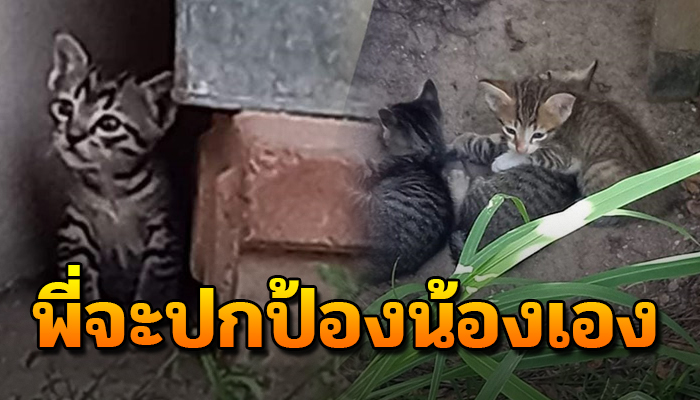 เราจะดูแลกันไป เมื่อเหล่าสามพี่น้องจำต้องทนแอบกับชีวิตที่แขวนไว้