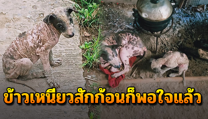 มีน้อยแต่มีสุข ชีวิตของหมาต่างจังหวัด สุขใจเมื่อได้อยู่กับเจ้าของแม้ไม่มีกิน