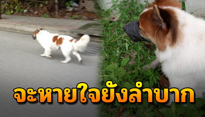 เห็นว่าเพราะเป็นสัตว์ คนอยากทำอะไรก็ได้พวกเขาไม่มีหัวใจ น่าสงสารจับใจ
