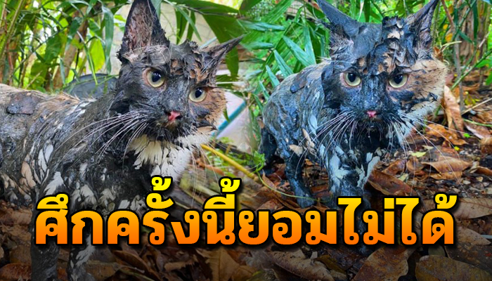 ทาสแมวกุมขมับหลังปล่อยให้ออก ดันไปเปิดศึกกับข้างบ้านเดินกลับมาหาไม้เรียวไม่ทัน