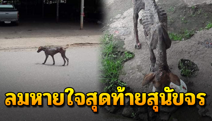 สิ้นลมหายใจคือทางเดียว คงเป็นวิธีเดียวที่ทำให้มีความสุขมาให้มากกว่าได้มีชีวิตต่อ