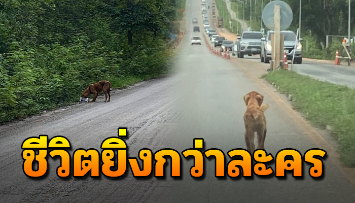 ชีวิตของสุนัขโกลเด้นท์เคยอยู่กินสบาย แต่ต้องอาศัยป่าข้างทางกินอยู่หลับนอน