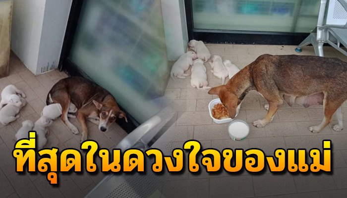 ดวงใจของแม่ ชีวิตของหมาแม่ลูกอ่อน หอบลูกน้อยเร่ไปทั่ว เพื่อความอยู่รอด