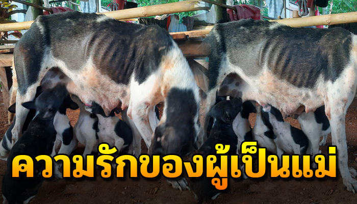 ความรักของผู้เป็นแม่แม้ตัวจะไร้เรี่ยวแรงยังเดินหา แต่ลูกต้องอิ่ม
