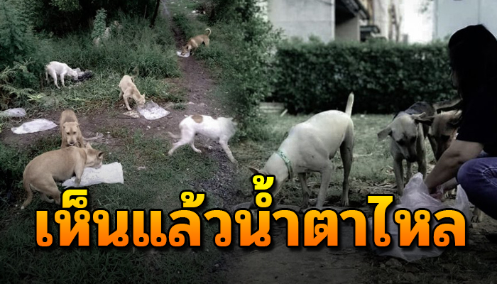 เพียงแค่ขับรถผ่านน้ำตาแทบไหล แม่คงไม่ได้เอาอาหารมาให้แล้วนะลูก